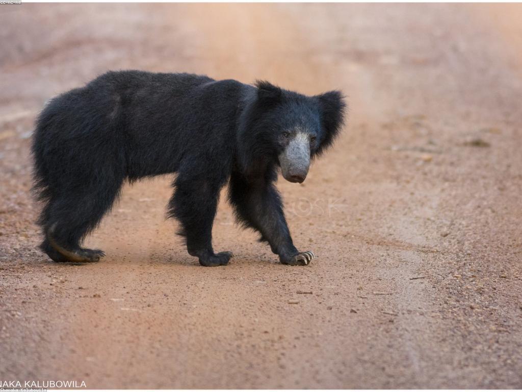 ការណែនាំស្លុត: សូមស្គាល់ពីស្លុតក្នុងធម្មជាតិ