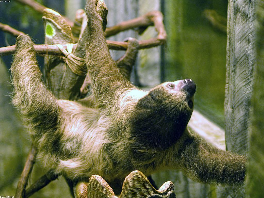 ការណែនាំស្លុត