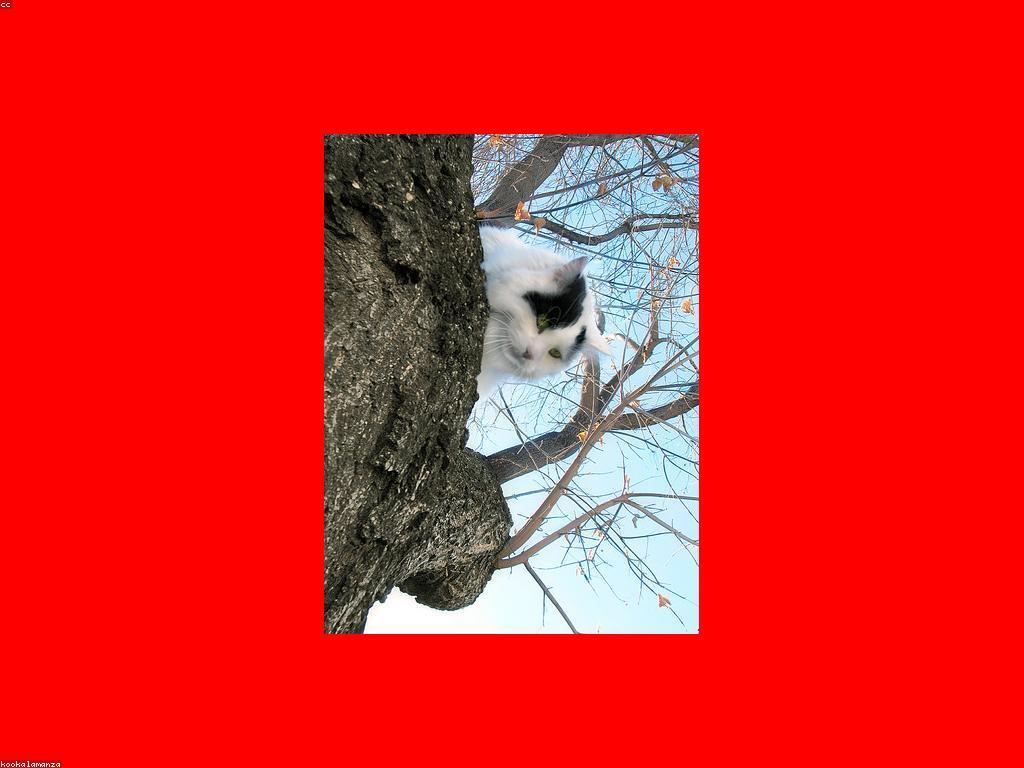 ការណែនាំស្លុត: វិធីសាស្ត្រថែរក្សាស្លុតឱ្យមានសុខភាពល្អ