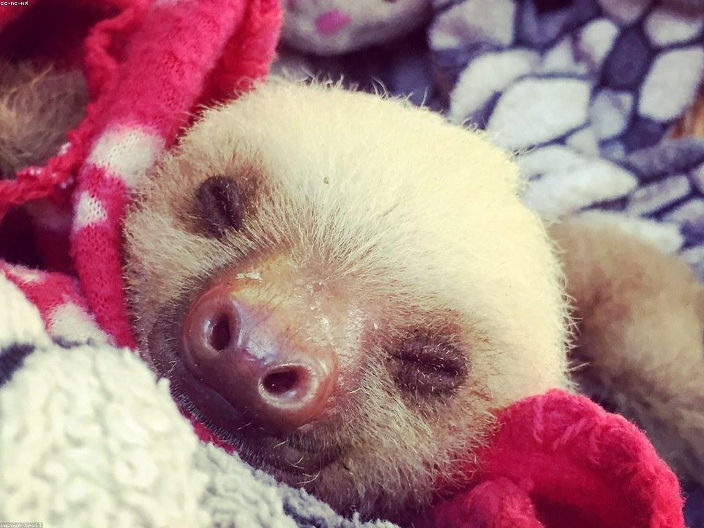 ការណែនាំស្លុត: របៀបស្គាល់ និងការថែរក្សាស្លុត