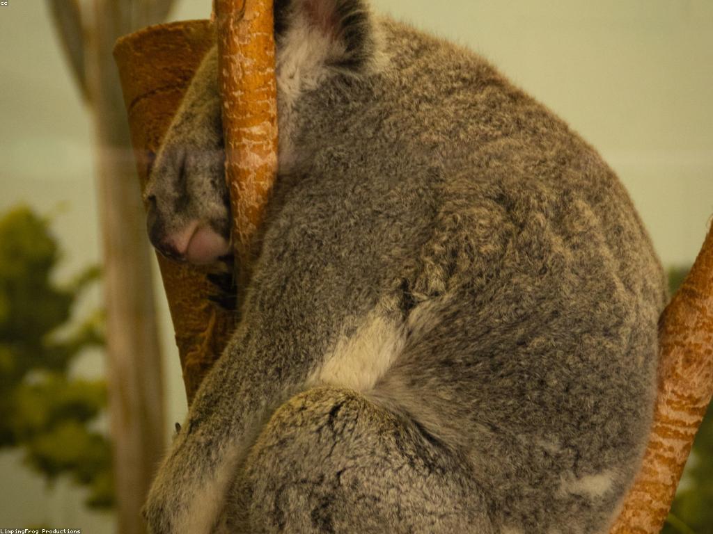 ការណែនាំស្លុត