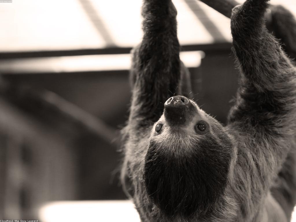 ការណែនាំស្លុត: សូមស្គាល់ពីស្លុតក្នុងធម្មជាតិ